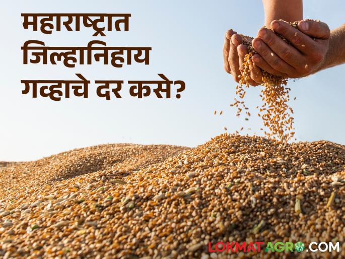 latest news Gahu Market See price of wheat in few district of Maharashtra Read in detail | Gahu Market : महाराष्ट्रात कुठल्या जिल्ह्यात गव्हाला काय दर मिळतोय? वाचा सविस्तर  latest news Gahu Market See price of wheat in few district of Maharashtra Read in detail | Gahu Market : महाराष्ट्रात कुठल्या जिल्ह्यात गव्हाला काय दर मिळतोय? वाचा सविस्तर