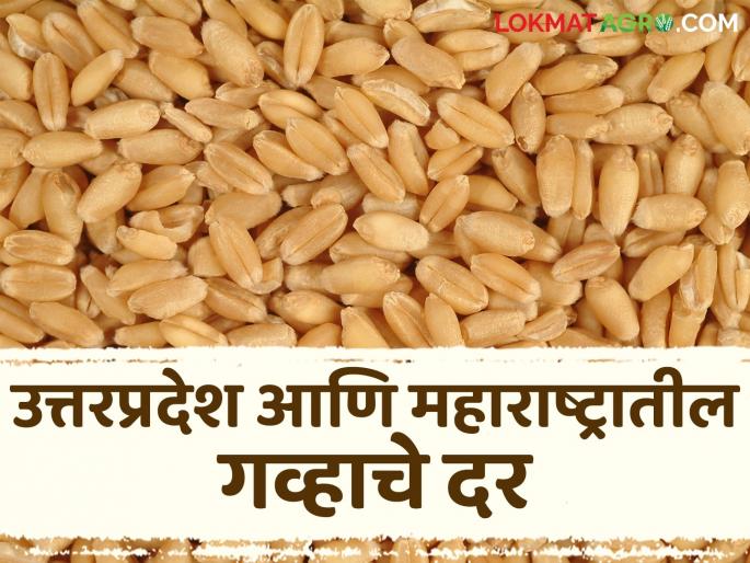 Latest News wheat Market Wheat prices in markets in Uttar Pradesh and Maharashtra and oothe market yard check here details | Wheat Market : जिथं गव्हाचं सर्वाधिक ऊत्पादन, तिथं गव्हाचे बाजारभाव कसे? जाणून घ्या सविस्तर  Latest News wheat Market Wheat prices in markets in Uttar Pradesh and Maharashtra and oothe market yard check here details | Wheat Market : जिथं गव्हाचं सर्वाधिक ऊत्पादन, तिथं गव्हाचे बाजारभाव कसे? जाणून घ्या सविस्तर
