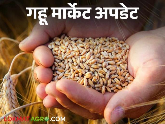 Latest News gahu market Sharbati wheat highest price in Pune market, see other market status see details | Gahu Market : पुणे बाजारात शरबती गव्हाची चलती, गव्हाला काय भाव मिळतोय? Latest News gahu market Sharbati wheat highest price in Pune market, see other market status see details | Gahu Market : पुणे बाजारात शरबती गव्हाची चलती, गव्हाला काय भाव मिळतोय?