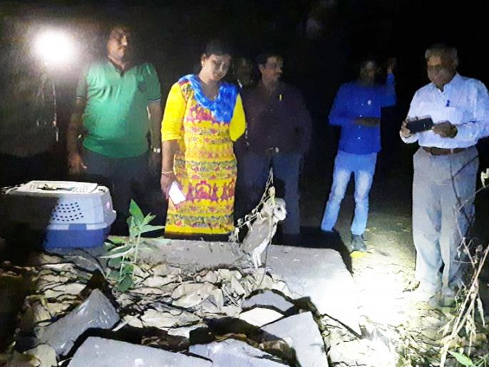 After 3 days of treatment, the wheat germ swells in nature | २३ दिवसांच्या उपचारानंतर गव्हाणी घुबडाची निसर्गात झेप After 3 days of treatment, the wheat germ swells in nature | २३ दिवसांच्या उपचारानंतर गव्हाणी घुबडाची निसर्गात झेप