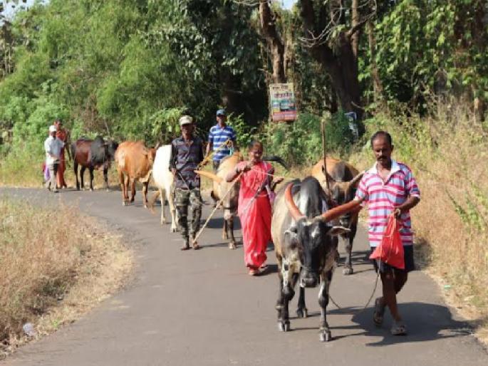 Achara villagers are ready to celebrate Gaopalan as a ritual by staying outside the gate | रामेश्वराचा हुकूम जाहला अन् गावपळणीची तारीख ठरली; आचरा गाव होणार निर्मनुष्य   Achara villagers are ready to celebrate Gaopalan as a ritual by staying outside the gate | रामेश्वराचा हुकूम जाहला अन् गावपळणीची तारीख ठरली; आचरा गाव होणार निर्मनुष्य