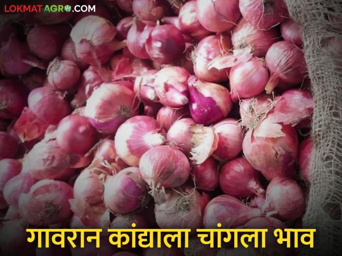 Kanda Bajar Bhav : The price of onions has increased in this market committee in Ahilyanagar district | Kanda Bajar Bhav : अहिल्यानगर जिल्ह्यातील 'या' बाजार समितीत गावरान कांद्याच्या दरात तेजी Kanda Bajar Bhav : The price of onions has increased in this market committee in Ahilyanagar district | Kanda Bajar Bhav : अहिल्यानगर जिल्ह्यातील 'या' बाजार समितीत गावरान कांद्याच्या दरात तेजी