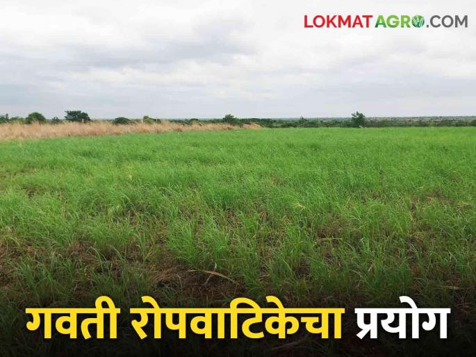 Latest News Yevla's first grass nursery in Maharashtra, various varieties of grass available | Grass Nursery : येवल्यात महाराष्ट्रामधील पहिली गवती रोपवाटिका, 'या' गवताच्या जाती उपलब्ध Latest News Yevla's first grass nursery in Maharashtra, various varieties of grass available | Grass Nursery : येवल्यात महाराष्ट्रामधील पहिली गवती रोपवाटिका, 'या' गवताच्या जाती उपलब्ध