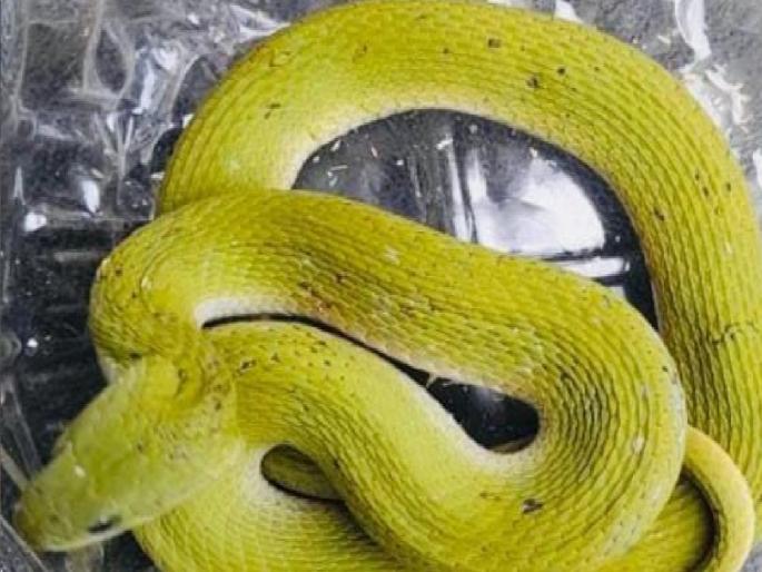 Grass snake found in Dandeli Sindhudurg district | Sindhudurg: दांडेलीत आढळला चक्क गवत्या साप Grass snake found in Dandeli Sindhudurg district | Sindhudurg: दांडेलीत आढळला चक्क गवत्या साप
