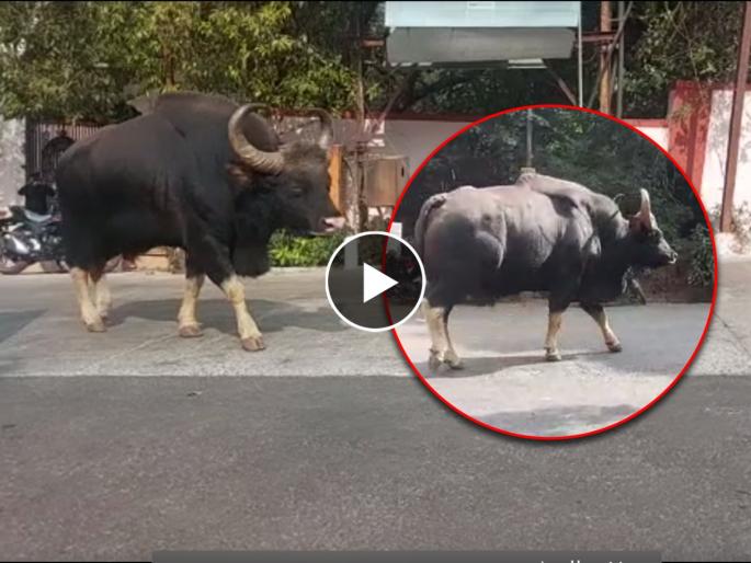 Satara Free movement of fat cows in Mahabaleshwar | सातारा : महाबळेश्वरात धष्टपुष्ट गव्याचा मुक्तसंचार Satara Free movement of fat cows in Mahabaleshwar | सातारा : महाबळेश्वरात धष्टपुष्ट गव्याचा मुक्तसंचार