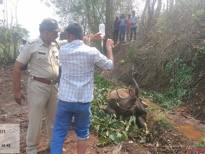 The medical team of the forest department succeeded in saving the life of the wild cow | जंगली गव्याचे प्राण वाचविण्यात वनविभागाच्या वैद्यकीय पथकाला यश The medical team of the forest department succeeded in saving the life of the wild cow | जंगली गव्याचे प्राण वाचविण्यात वनविभागाच्या वैद्यकीय पथकाला यश
