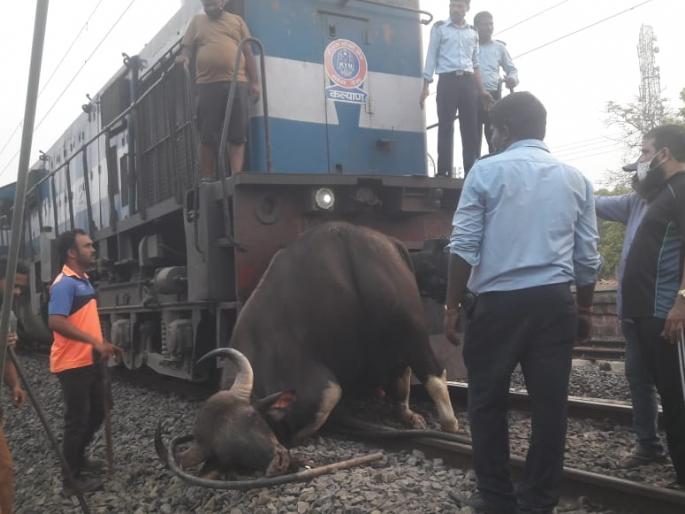 Gavareda dies in train collision | रेल्वेच्या धडकेने गवारेड्याचा मृत्यू Gavareda dies in train collision | रेल्वेच्या धडकेने गवारेड्याचा मृत्यू