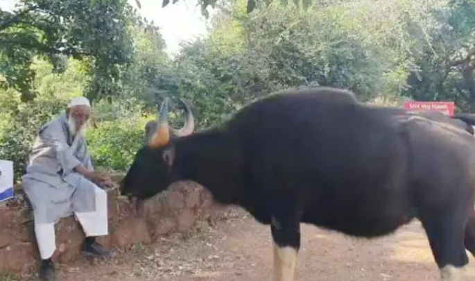 It was expensive to feed the cow | गव्याला पाव खावू घालणे पडले महागात, वन्यजीव अधिनियमानुसार नोटिस It was expensive to feed the cow | गव्याला पाव खावू घालणे पडले महागात, वन्यजीव अधिनियमानुसार नोटिस