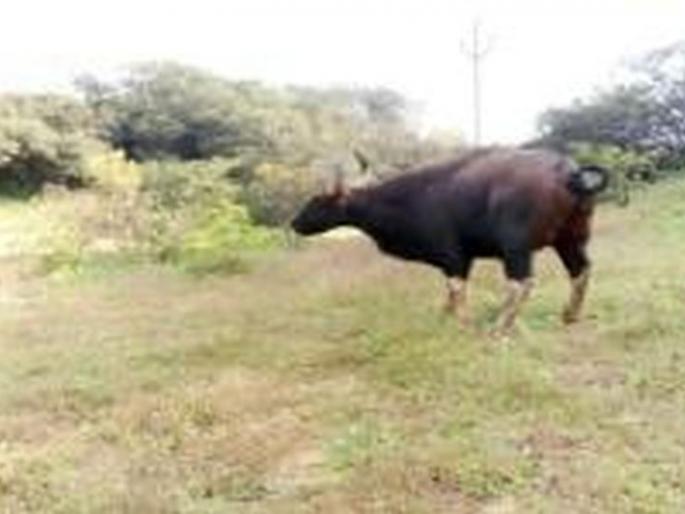 The lost rangwa of 'Kalsubai' was found again ...! | ‘कळसुबाई’चा हरविलेला रानगवा पुन्हा गवसला...! The lost rangwa of 'Kalsubai' was found again ...! | ‘कळसुबाई’चा हरविलेला रानगवा पुन्हा गवसला...!