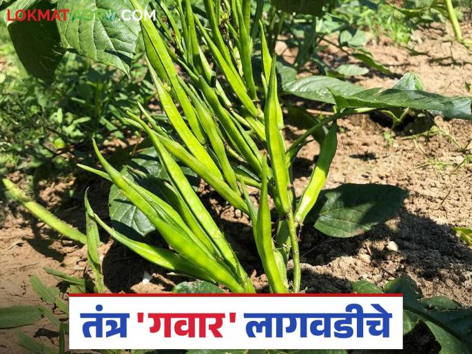 Gawar Lagwad : Summer cluster bean crop gives more benefits; How to cultivate it? Read in detail | Gawar Lagwad : उन्हाळी गवार देतेय अधिकचा फायदा; कशी कराल लागवड? वाचा सविस्तर Gawar Lagwad : Summer cluster bean crop gives more benefits; How to cultivate it? Read in detail | Gawar Lagwad : उन्हाळी गवार देतेय अधिकचा फायदा; कशी कराल लागवड? वाचा सविस्तर