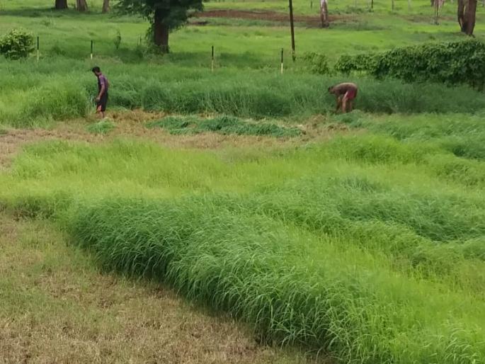 Due to heavy rains, the first harvest of grass started in Bavda | दमदार पावसामुळे बावड्यात गवताच्या पहिल्या कापणीस सुरुवात Due to heavy rains, the first harvest of grass started in Bavda | दमदार पावसामुळे बावड्यात गवताच्या पहिल्या कापणीस सुरुवात