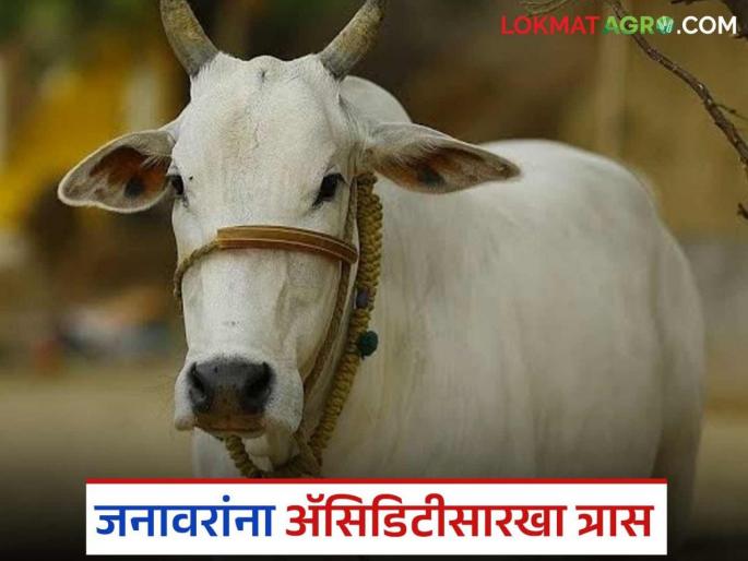 latest News Animals also suffer from 'acidity'; What are causes and solutions Read in detail | जनावरांनाही 'ॲसिडिटी' सारखा त्रास; काय आहेत कारणे अन् उपाय? वाचा सविस्तर 