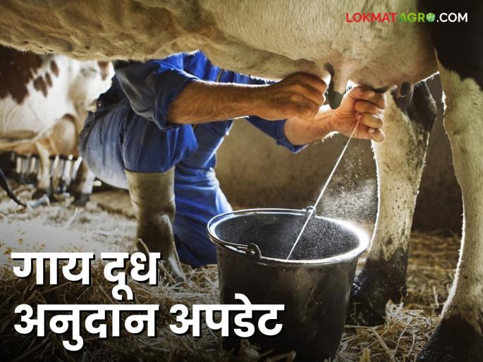 Cow Milk Subsidy: latest news Cow milk producers will get 'so many' crores of subsidy, read in detail | Milk Subsidy : गाय दूध उत्पादकांना मिळणार 'इतक्या' कोटी अनुदान वाचा सविस्तर Cow Milk Subsidy: latest news Cow milk producers will get 'so many' crores of subsidy, read in detail | Milk Subsidy : गाय दूध उत्पादकांना मिळणार 'इतक्या' कोटी अनुदान वाचा सविस्तर