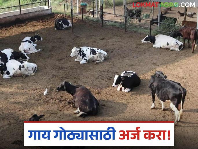 Latest News gay Gotha anudan Grant of up to two lakhs 25 thousand for cowshed, see complete process | Gay Gotha Anudan : गाय गोठ्यासाठी सव्वा दोन लाखांपर्यंत अनुदान, अशी आहे संपूर्ण प्रक्रिया  Latest News gay Gotha anudan Grant of up to two lakhs 25 thousand for cowshed, see complete process | Gay Gotha Anudan : गाय गोठ्यासाठी सव्वा दोन लाखांपर्यंत अनुदान, अशी आहे संपूर्ण प्रक्रिया