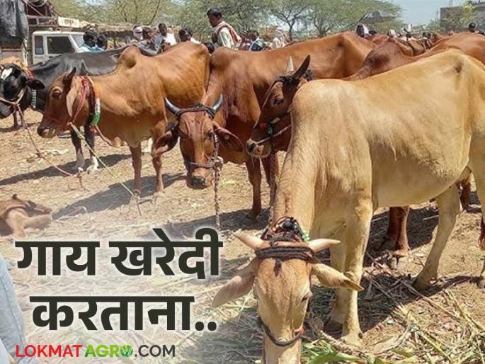 Latest News Gay Kharedi Check these things before buying cow for milk business, read in detail | Gay Kharedi : दूध व्यवसायासाठी गाय खरेदी करण्यापूर्वी 'या' गोष्टी तपासून घ्या, वाचा सविस्तर  Latest News Gay Kharedi Check these things before buying cow for milk business, read in detail | Gay Kharedi : दूध व्यवसायासाठी गाय खरेदी करण्यापूर्वी 'या' गोष्टी तपासून घ्या, वाचा सविस्तर