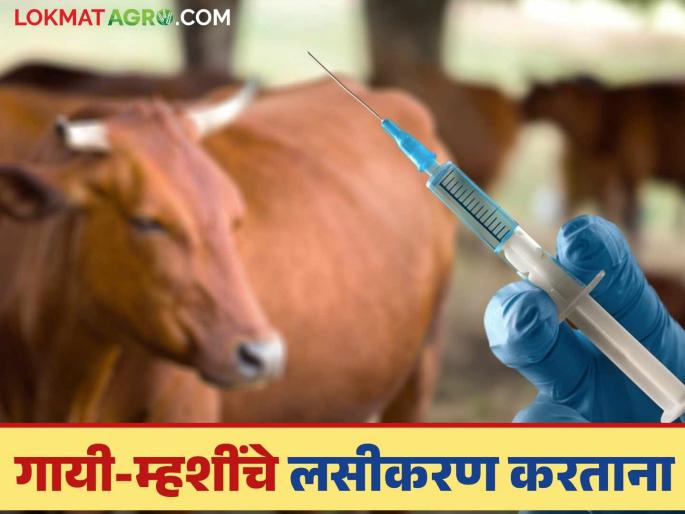 Latest News dairy farming vaccinate pregnant cows and buffaloes Find out in detail | Dairy Farming : गाभण गाई, म्हशींचे लसीकरण करताना काय काळजी घ्याल? वाचा सविस्तर 