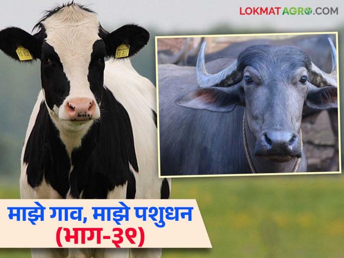 Important tips to avoid fraud while buying cows and buffaloes; Read in detail | गाई-म्हशी खरेदी करताना होणारी फसवणूक टाळण्यासाठी महत्वाच्या टिप्स; वाचा सविस्तर Important tips to avoid fraud while buying cows and buffaloes; Read in detail | गाई-म्हशी खरेदी करताना होणारी फसवणूक टाळण्यासाठी महत्वाच्या टिप्स; वाचा सविस्तर