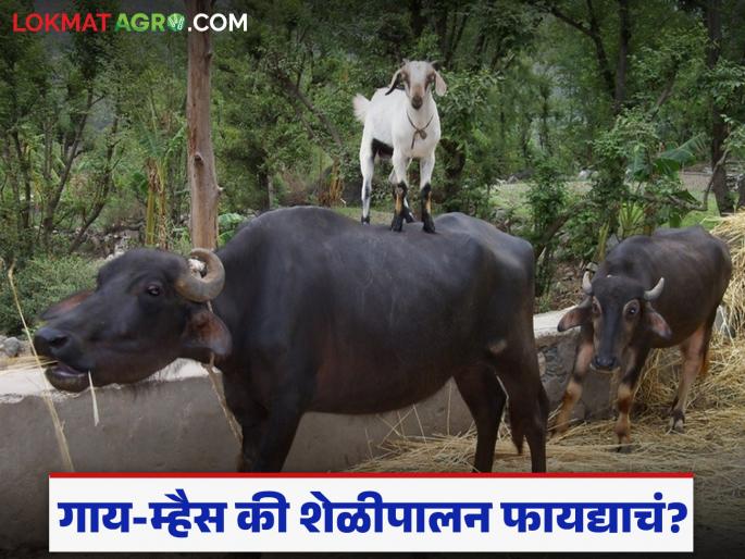 Latest News Dairy Business Cow buffalo or goat farming which is more profitable business | गाय-म्हैस की शेळीपालन, स्वस्त आणि सोप्प काय, कोण कमी खर्चात अधिक उत्पन्न देतं! Latest News Dairy Business Cow buffalo or goat farming which is more profitable business | गाय-म्हैस की शेळीपालन, स्वस्त आणि सोप्प काय, कोण कमी खर्चात अधिक उत्पन्न देतं!