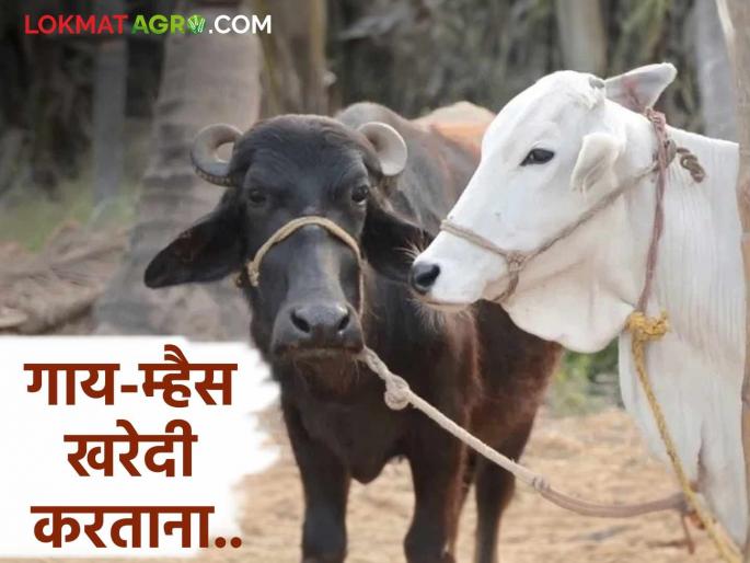 Latest News agriculture news Remember these 07 things while buying cow-buffalo, read in detail  | Buying Cow-Buffalo : गाय-म्हैस खरेदी करतांना या 07 गोष्टी लक्षात ठेवा, वाचा सविस्तर  Latest News agriculture news Remember these 07 things while buying cow-buffalo, read in detail  | Buying Cow-Buffalo : गाय-म्हैस खरेदी करतांना या 07 गोष्टी लक्षात ठेवा, वाचा सविस्तर