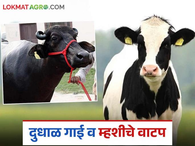 Subsidy is being provided for the purchase of dairy cows and buffaloes; How to apply? Know in detail | दुधाळ गाई व म्हशी खरेदीसाठी मिळतंय अनुदान; कसा कराल अर्ज? जाणून घ्या सविस्तर