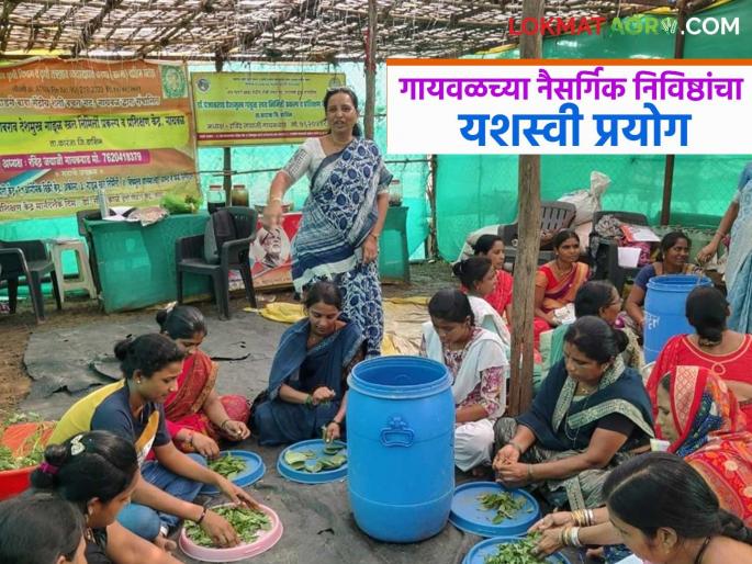 latest news Natural Farming: A new path to sustainable farming from Washim's Gaiwal; Natural inputs have changed the picture Read in detail | Natural Farming : वाशिमच्या गायवळमधून शाश्वत शेतीचा नवा मार्ग; नैसर्गिक निविष्ठांनी बदललं चित्र वाचा सविस्तर