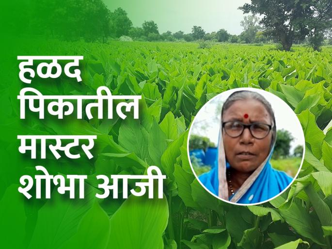 Shobha Aji's maximum turnover of sixteen lakhs in turmeric crop | शोभा आजीची कमाल, हळद पिकात केली सोळा लाखाची उलाढाल Shobha Aji's maximum turnover of sixteen lakhs in turmeric crop | शोभा आजीची कमाल, हळद पिकात केली सोळा लाखाची उलाढाल