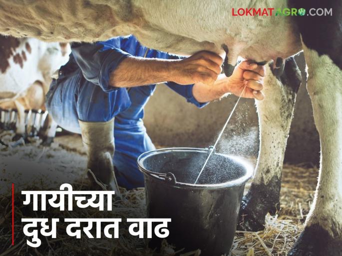 Latest Ndews Cow milk price increased by jalgaon milk association, 30 thousand farmers benefit, read in detail | 'या' दूध संघाकडून गायीच्या दुध दरात वाढ, 30 हजार शेतकऱ्यांना फायदा, वाचा सविस्तर 