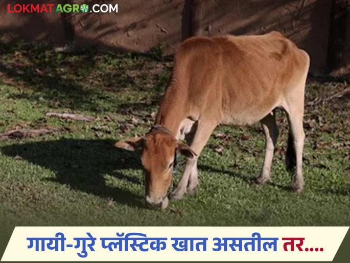 Latest News Animal Disease Why do cows eat paper, cloth, garbage see details | Animal Disease : गायी गुरे कागद, कपडा, कचरा का खातात? जाणून घ्या नेमकं कारण? Latest News Animal Disease Why do cows eat paper, cloth, garbage see details | Animal Disease : गायी गुरे कागद, कपडा, कचरा का खातात? जाणून घ्या नेमकं कारण?
