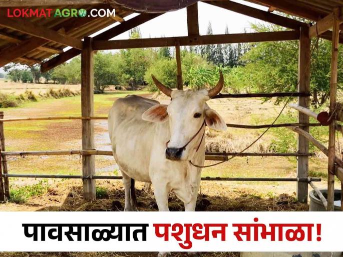 Latest News animal diseases in monsoon are dangerous for cows and cattle see details | Animal Diseases : गायी-गुरांसाठी पावसाळ्यातील 'हे' आजार धोकादायक, काय काळजी घ्याल?  Latest News animal diseases in monsoon are dangerous for cows and cattle see details | Animal Diseases : गायी-गुरांसाठी पावसाळ्यातील 'हे' आजार धोकादायक, काय काळजी घ्याल?