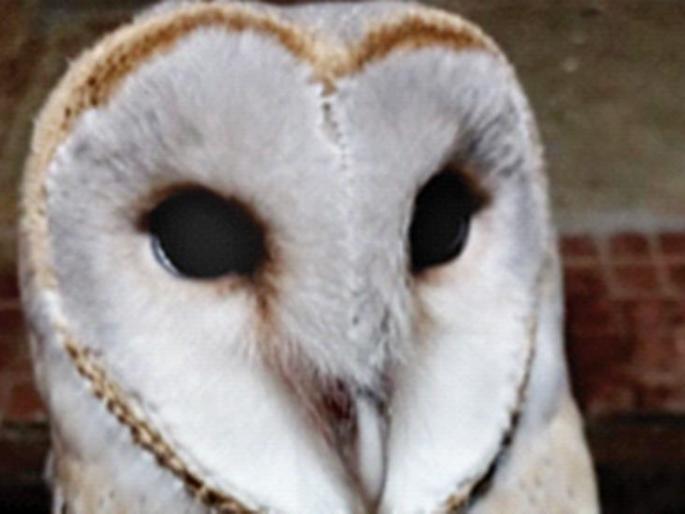 The owl survived the electric shock | विजेचा धक्का लागूनही घुबड वाचले The owl survived the electric shock | विजेचा धक्का लागूनही घुबड वाचले