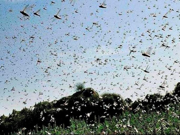Video! Locust revenge; plowing in the field from the locusts | लय भारी Video! टोळधाडीचा बदला; चक्क टोळाकडूनच शेतात नांगर चालवून घेतला Video! Locust revenge; plowing in the field from the locusts | लय भारी Video! टोळधाडीचा बदला; चक्क टोळाकडूनच शेतात नांगर चालवून घेतला