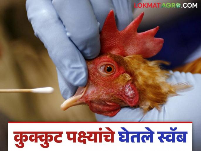 Fecal sample testing begins due to GBS outbreak; What does the Animal Husbandry Commissioner say? | 'जीबीएस'च्या प्रादुर्भावामुळे विष्ठा नमुना तपासणी सुरू; काय म्हणता आहेत पशुसंवर्धन आयुक्त? Fecal sample testing begins due to GBS outbreak; What does the Animal Husbandry Commissioner say? | 'जीबीएस'च्या प्रादुर्भावामुळे विष्ठा नमुना तपासणी सुरू; काय म्हणता आहेत पशुसंवर्धन आयुक्त?