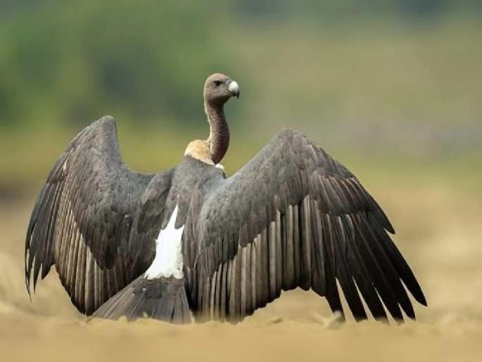 Vulture numbers declined by 90 percent; Most of the species are threatened with extinction | गिधाडांची संख्या ९० टक्के घटली; बहुतेक प्रजाती नामशेष हाेण्याची भीती Vulture numbers declined by 90 percent; Most of the species are threatened with extinction | गिधाडांची संख्या ९० टक्के घटली; बहुतेक प्रजाती नामशेष हाेण्याची भीती