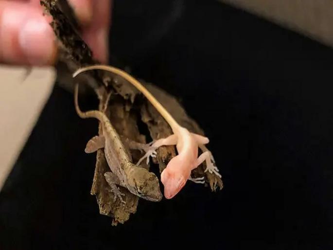 Worlds first gene edited lizard | जीन एडिटींग करुन पहिल्या पालीचा जन्म, वैज्ञानिकांना मोठं यश Worlds first gene edited lizard | जीन एडिटींग करुन पहिल्या पालीचा जन्म, वैज्ञानिकांना मोठं यश