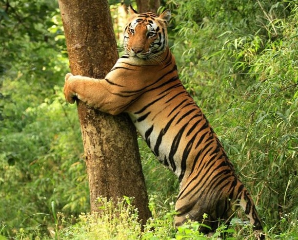 Sub-committee to conduct test for creation of 14 sanctuaries | १४ नव्या अभयारण्यांच्या निर्मितीसाठी उपसमिती करणार चाचपणी