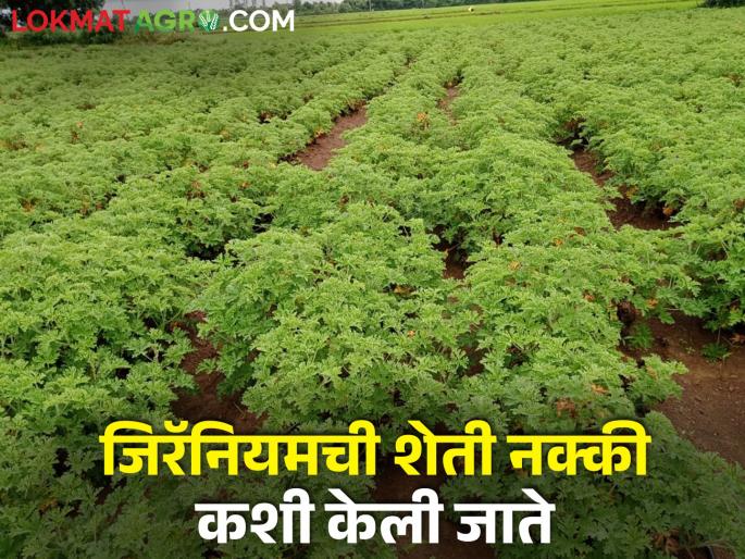 Geranium offers a double benefit; How to cultivate as an aromatic and medicinal plant | जिरॅनियम देतंय दुहेरी फायदा; सुगंधी व औषधी वनस्पती म्हणून कशी कराल लागवड Geranium offers a double benefit; How to cultivate as an aromatic and medicinal plant | जिरॅनियम देतंय दुहेरी फायदा; सुगंधी व औषधी वनस्पती म्हणून कशी कराल लागवड