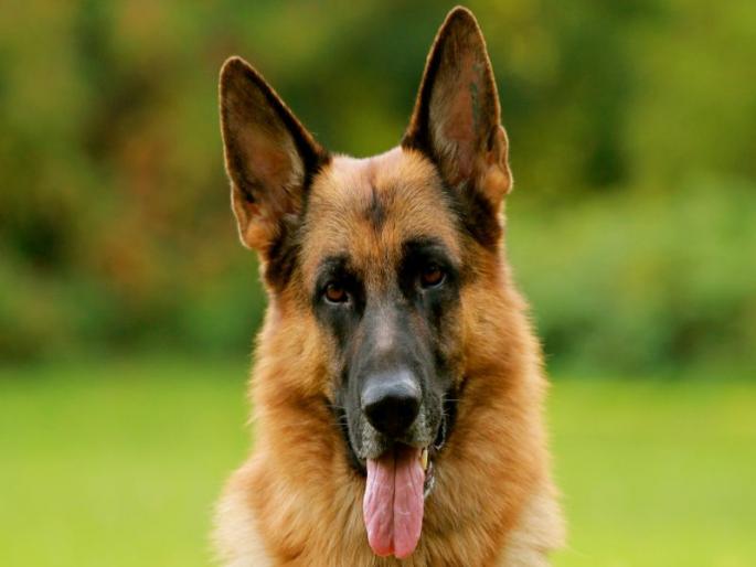 Intresting facts about German Shepherd Dog | जर्मन शेफर्डबाबत 'या' इंटरेस्टिंग गोष्टी तुम्हाला माहीत आहेत का? Intresting facts about German Shepherd Dog | जर्मन शेफर्डबाबत 'या' इंटरेस्टिंग गोष्टी तुम्हाला माहीत आहेत का?
