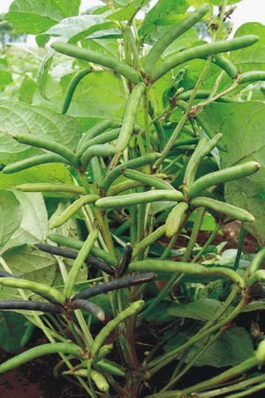 geravo-like disease on the ovid crop in Washim district | वाशिम जिल्ह्यात उडिद पिकावर गेरवा सदृष रोगाचा  प्रादूर्भाव
