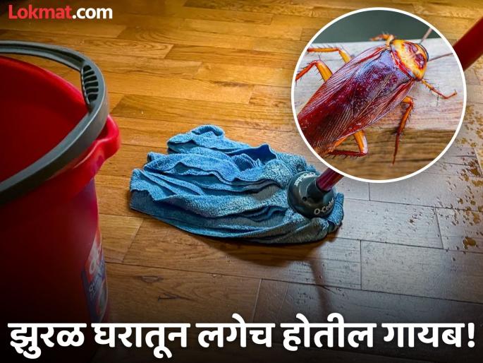 Diwali cleaning tips : how to get rid of cockroaches from home | घरातील झुरळ पळवून लावण्यासाठी लादी पुसताना वापरा 'ही' ट्रिक, मग बघा कमाल! Diwali cleaning tips : how to get rid of cockroaches from home | घरातील झुरळ पळवून लावण्यासाठी लादी पुसताना वापरा 'ही' ट्रिक, मग बघा कमाल!