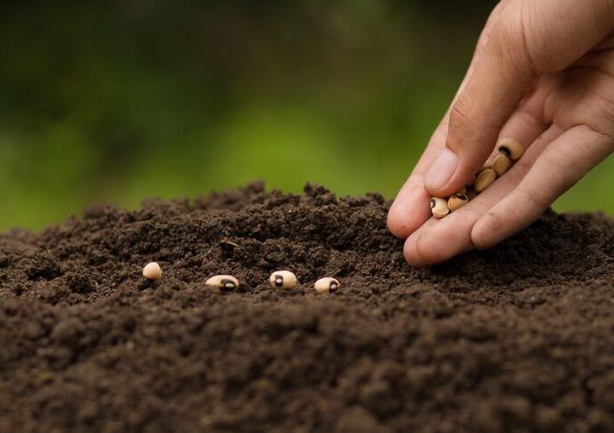 More than 4,000 farmers did sowing before the 'soil ball' | ‘मातीचा चेंडू’होण्यापूर्वीच ४ हजारांहून अधिक शेतकऱ्यांनी केली पेरणी More than 4,000 farmers did sowing before the 'soil ball' | ‘मातीचा चेंडू’होण्यापूर्वीच ४ हजारांहून अधिक शेतकऱ्यांनी केली पेरणी