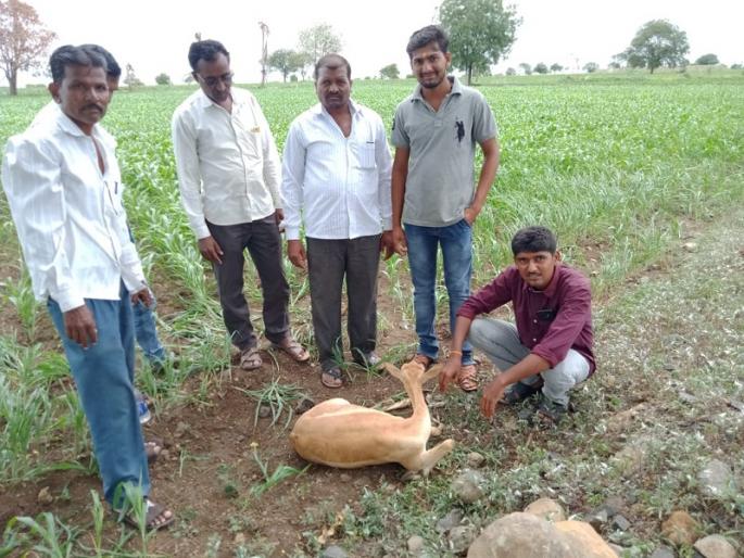 Deer death Due to fierce rush of vehicle in Beed | भरधाव वाहनाच्या धडकेत हरणाचा तडफडून मृत्यू Deer death Due to fierce rush of vehicle in Beed | भरधाव वाहनाच्या धडकेत हरणाचा तडफडून मृत्यू