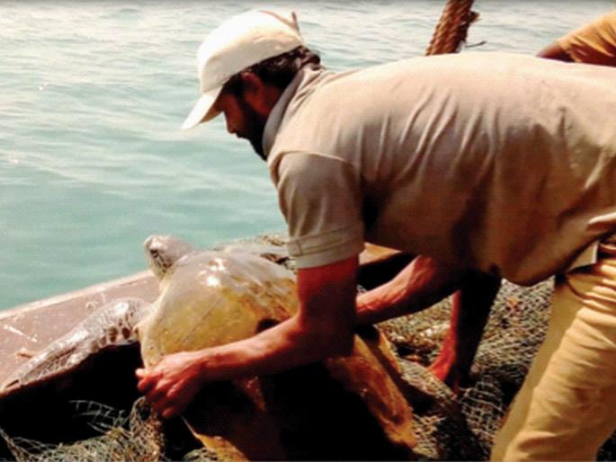 23 thousand 706 turtle chicks got new life | कासवाच्या २३ हजार ७०६ पिलांना जीवनदान! 23 thousand 706 turtle chicks got new life | कासवाच्या २३ हजार ७०६ पिलांना जीवनदान!