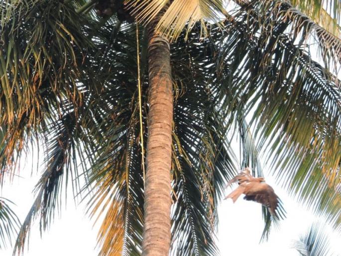 Eight hours later, the fatal flutter, the wings of the coconut tree stuck in the manger | आठ तासांनंतर थांबली घारीची जीवघेणी फडफड, नारळाच्या झाडावर मांज्यात अडकले होते पंख Eight hours later, the fatal flutter, the wings of the coconut tree stuck in the manger | आठ तासांनंतर थांबली घारीची जीवघेणी फडफड, नारळाच्या झाडावर मांज्यात अडकले होते पंख