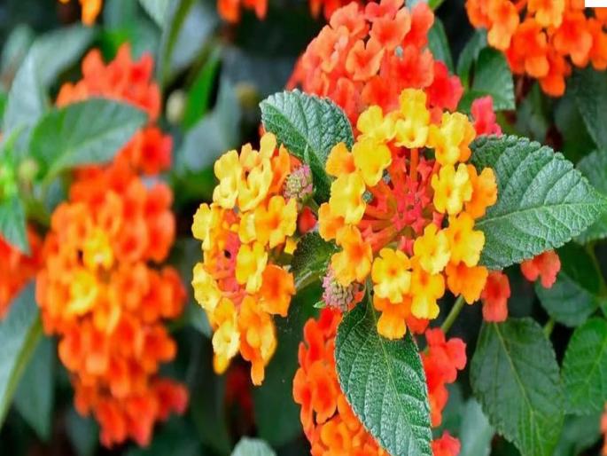 Plants imported from America are attacking Indian forests | भारतीय जंगलांवर अमेरिकेतून आणलेल्या 'सुंदरीं'चा हल्लाबोल Plants imported from America are attacking Indian forests | भारतीय जंगलांवर अमेरिकेतून आणलेल्या 'सुंदरीं'चा हल्लाबोल