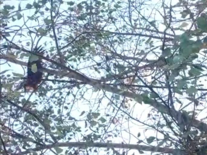 Life support to Ghari stuck in bed at a height of 150 feet | दीडशे फूट उंचीवर मांज्यात अडकलेल्या घारीला जीवदान Life support to Ghari stuck in bed at a height of 150 feet | दीडशे फूट उंचीवर मांज्यात अडकलेल्या घारीला जीवदान