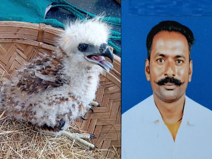 The chick fell to the ground due to the weak of the nest, thanks to bird friends from Sangli the gharial was reunited with its chicks | घरटे कमकुवत झाल्याने पिल्लू जमिनीवर पडले, सांगलीतील पक्षी मित्रांमुळे घारीची पिल्लांसोबत झाली पुनर्भेट The chick fell to the ground due to the weak of the nest, thanks to bird friends from Sangli the gharial was reunited with its chicks | घरटे कमकुवत झाल्याने पिल्लू जमिनीवर पडले, सांगलीतील पक्षी मित्रांमुळे घारीची पिल्लांसोबत झाली पुनर्भेट