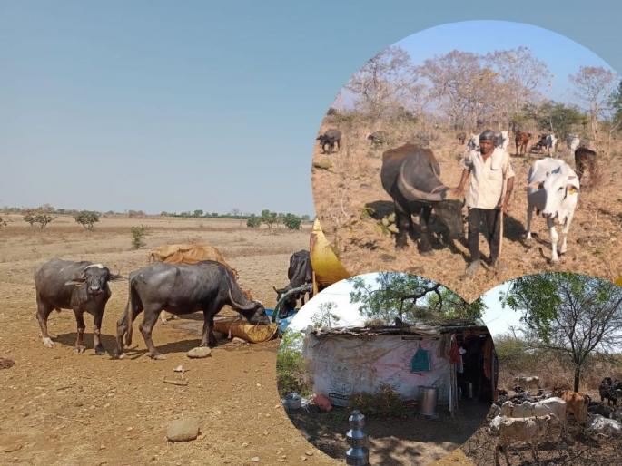 Village abandoned for fodder and water for six months and summer | चारा-पाण्यासाठी सोडले गाव; सहा महिने वनवास, आर्वी तालुक्यातील गोपालकांची व्यथा Village abandoned for fodder and water for six months and summer | चारा-पाण्यासाठी सोडले गाव; सहा महिने वनवास, आर्वी तालुक्यातील गोपालकांची व्यथा