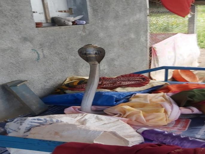The seven-foot snake went into the house shed | घराच्या शेडमध्ये निघाला सात फुटी साप The seven-foot snake went into the house shed | घराच्या शेडमध्ये निघाला सात फुटी साप