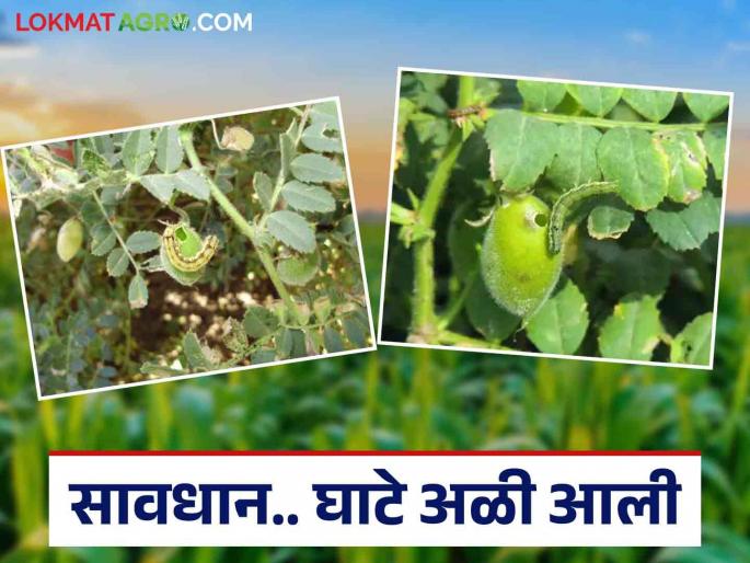 Harbhara Ghate Ali : Easy and low-cost solutions for controlling Ghate Ali in Harbhara | Harbhara Ghate Ali : हरभऱ्यातील घाटे अळीच्या नियंत्रणासाठी सोपे व कमी खर्चाचे उपाय Harbhara Ghate Ali : Easy and low-cost solutions for controlling Ghate Ali in Harbhara | Harbhara Ghate Ali : हरभऱ्यातील घाटे अळीच्या नियंत्रणासाठी सोपे व कमी खर्चाचे उपाय