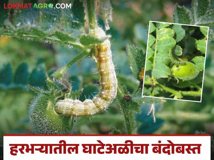 Harbhara Ghate Ali : These are the easy remedies for pod borer in chick pea | Harbhara Ghate Ali : हरभऱ्यावरील घाटे अळीच्या नियंत्रणासाठी करा हे सोपे उपाय Harbhara Ghate Ali : These are the easy remedies for pod borer in chick pea | Harbhara Ghate Ali : हरभऱ्यावरील घाटे अळीच्या नियंत्रणासाठी करा हे सोपे उपाय